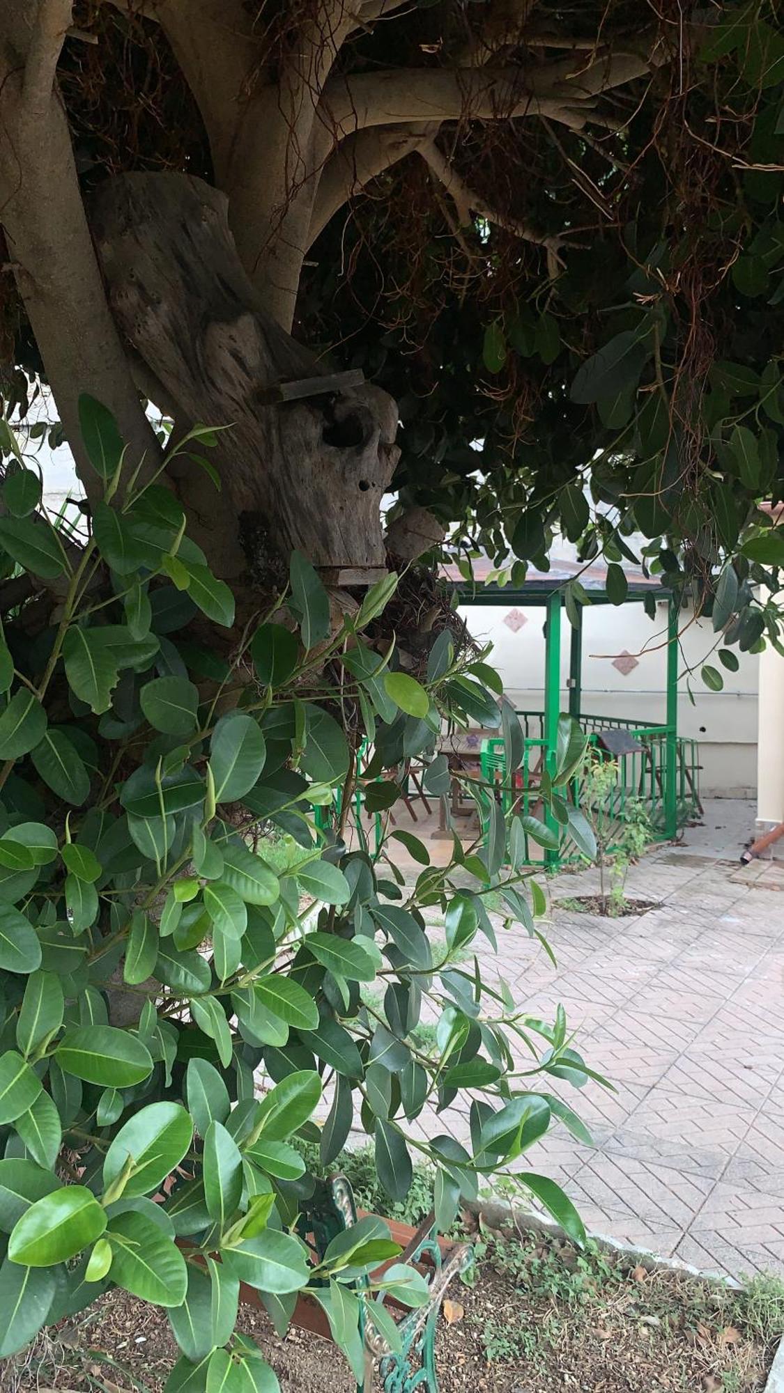 B&B Civitavecchia La Casetta Con Giardino Exteriör bild